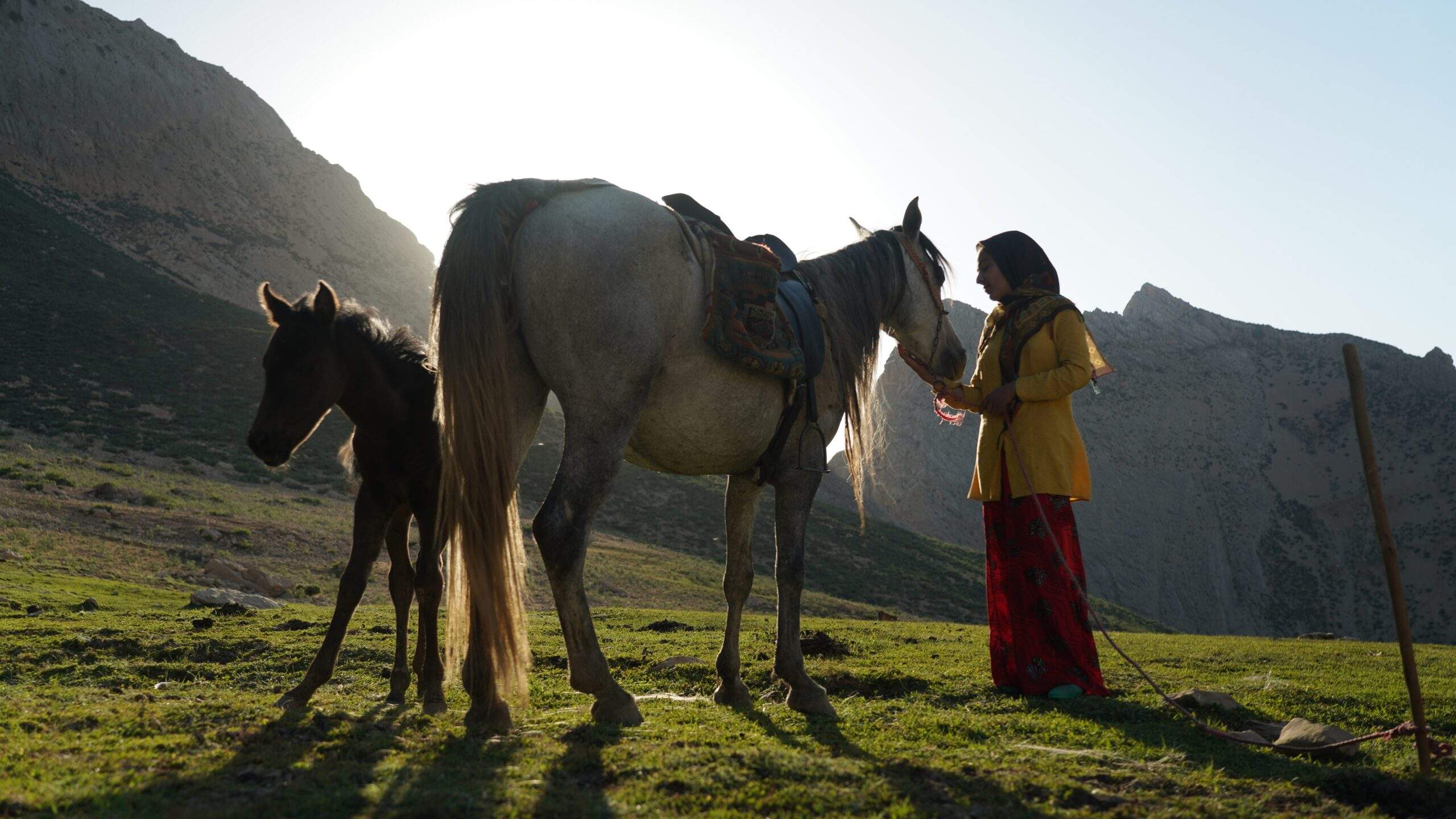 «رویای یک اسب» در پنج جشنواره بین‌المللی حاضر شد